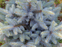 Load image into Gallery viewer, Blue Spruce