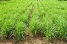 Load image into Gallery viewer, Lemongrass