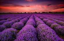 Load image into Gallery viewer, Lavender
