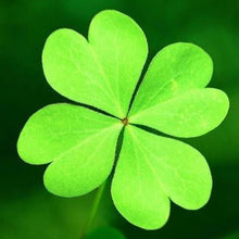 Load image into Gallery viewer, Green Clover
