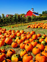 Load image into Gallery viewer, Pumpkin