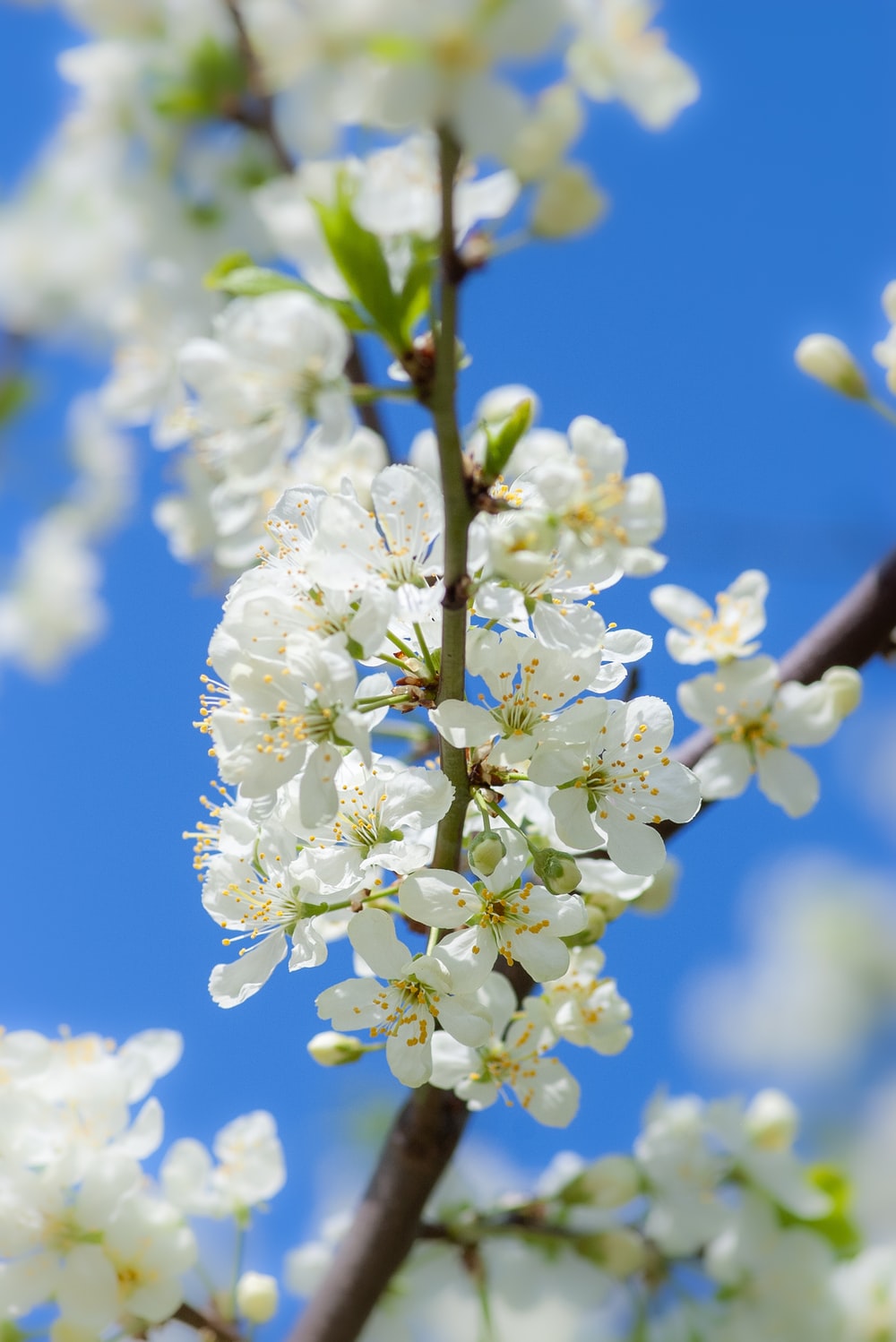 Spring Breeze – HW Designs and Giftware