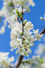 Load image into Gallery viewer, Spring Breeze