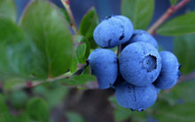Load image into Gallery viewer, Blueberry