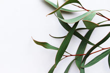 Load image into Gallery viewer, Eucalyptus & White Tea