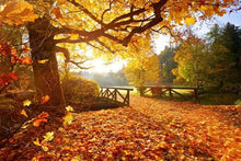 Load image into Gallery viewer, Fallen Leaves