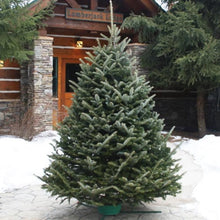 Load image into Gallery viewer, Frasier Fir