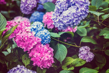 Load image into Gallery viewer, Hydrangea