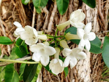 Load image into Gallery viewer, Jasmine & Sandalwood