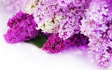 Load image into Gallery viewer, Lavender and Lilac