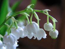 Load image into Gallery viewer, Lily of the Valley