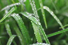 Load image into Gallery viewer, Morning Dew