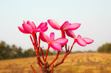 Load image into Gallery viewer, Jasmine & Sandalwood