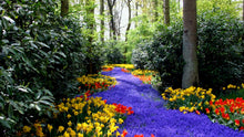 Load image into Gallery viewer, Meadows in Bloom