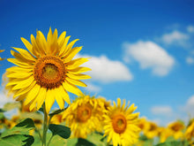 Load image into Gallery viewer, Sunflower
