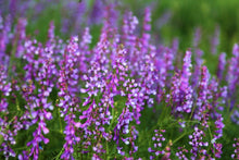 Load image into Gallery viewer, Sweet Flower