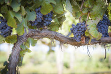Load image into Gallery viewer, Vineyards