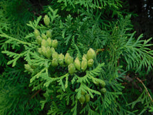 Load image into Gallery viewer, Cedar
