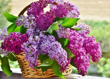 Load image into Gallery viewer, Lilac
